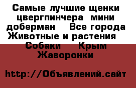 Самые лучшие щенки цвергпинчера (мини доберман) - Все города Животные и растения » Собаки   . Крым,Жаворонки